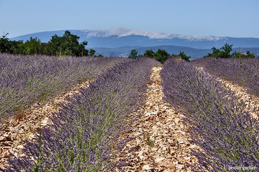 Domaine Les Chenes Blancs Hotel Saint-Saturnin-d'Apt Eksteriør billede